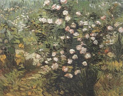 Vincent Van Gogh Rosebush in Blossom (nn04) France oil painting art